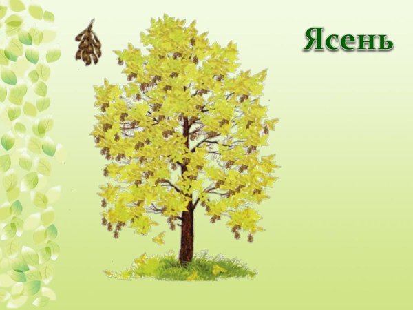 Вяз дерево семена