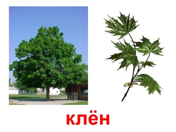 Клен дерево душистый