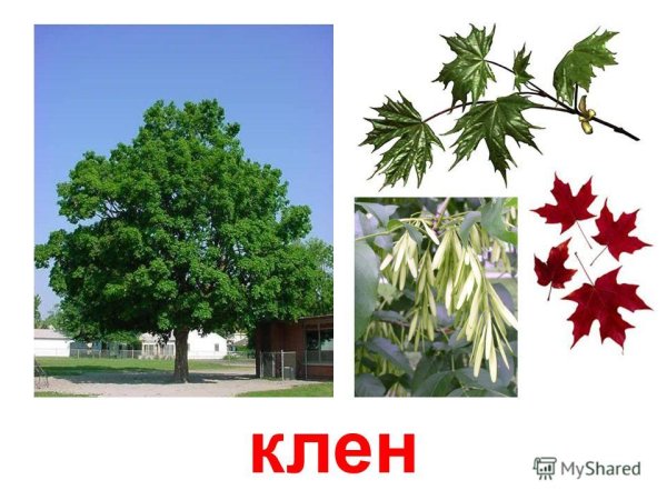 Весеннее дерево