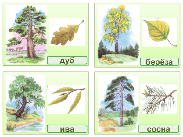 Деревья дуб береза клен