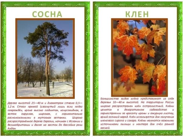 Дерево осенний кленовый клен