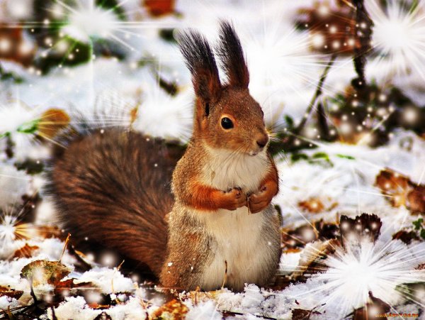 Животные зимой