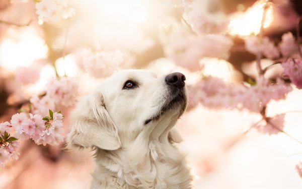 Красивый фон с собаками