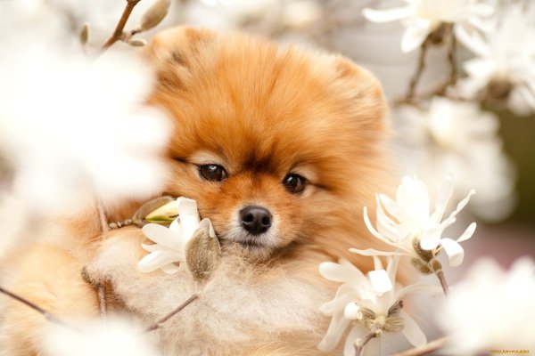 Весна животные