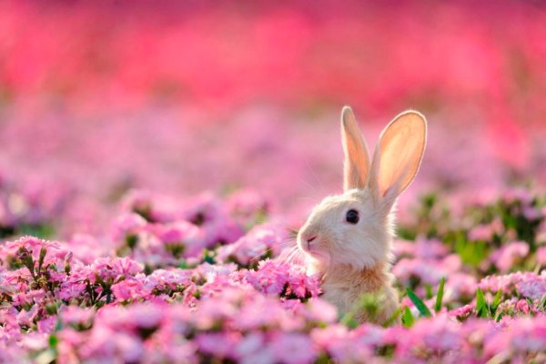 Весенние животные