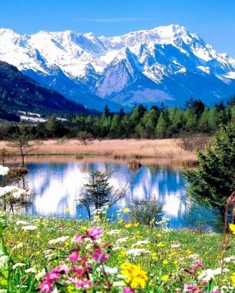 Горный Алтай Альпийские Луга