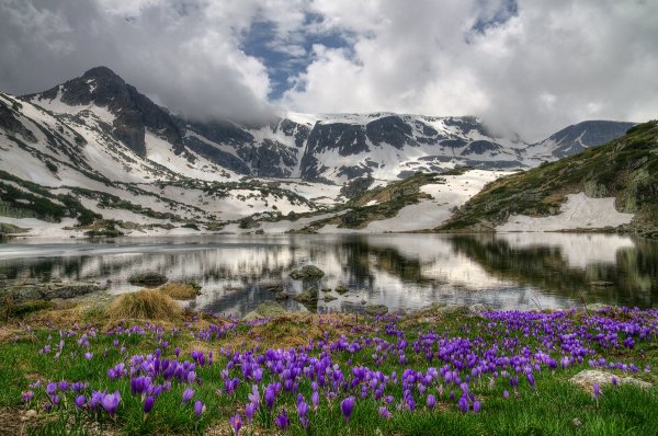 Природа Швейцарии деревья холмы горы