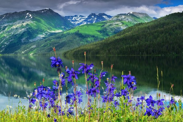 Индийский парк «Долина цветов»