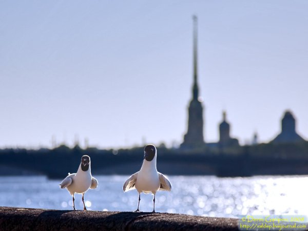 Чайка Санкт-Петербург