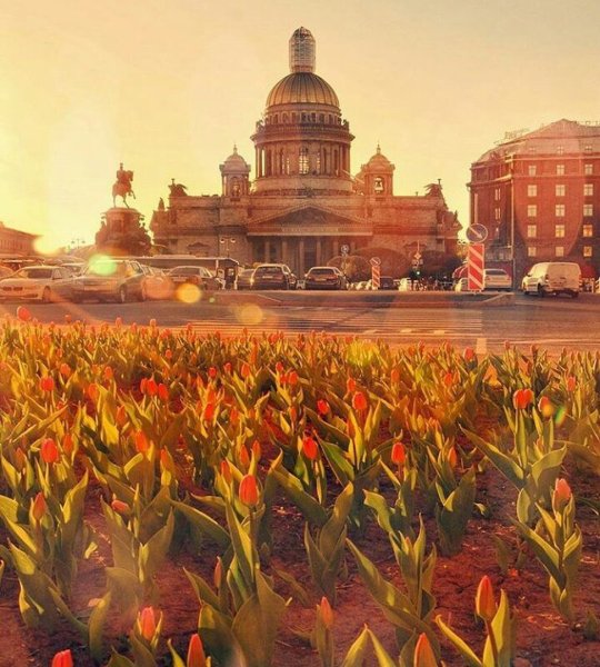 Исаакиевский собор тюльпаны