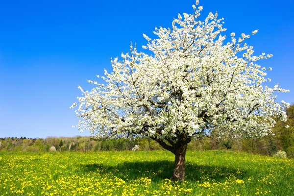 Мультяшные кусты и деревья