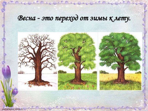Весеннее дерево карандашом