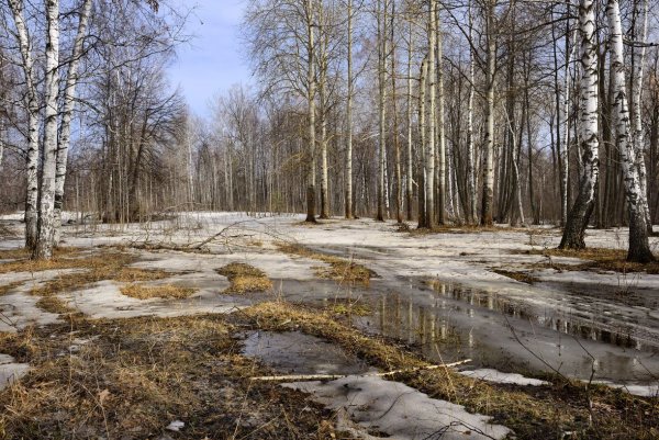Весенняя природа