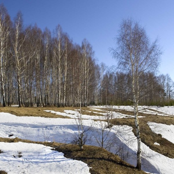 Весна подснежники крокусы