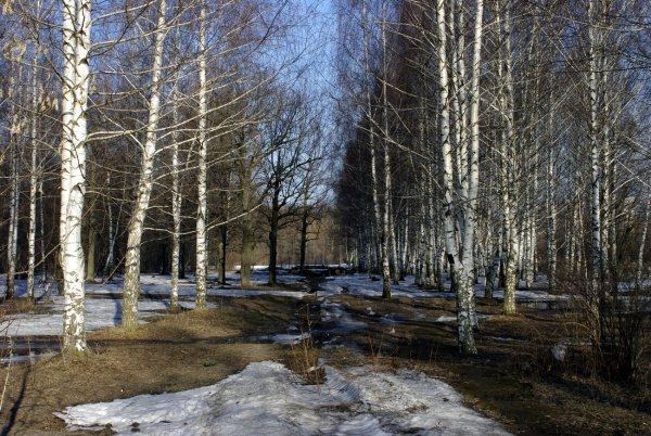Ранняя Весна в лесу
