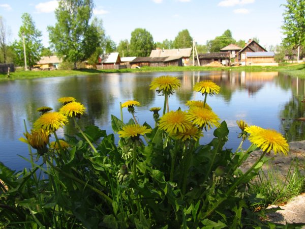 Природа в деревне весной