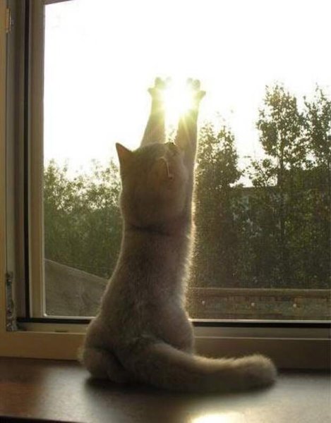 Медведь проснулся