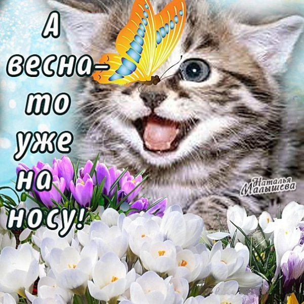 Смешной кот в окне