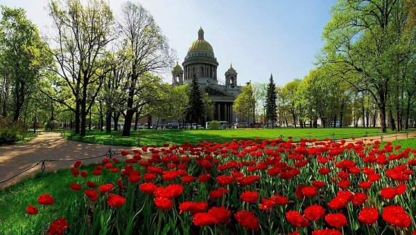 Тюльпаны Исаакиевский собор Весна