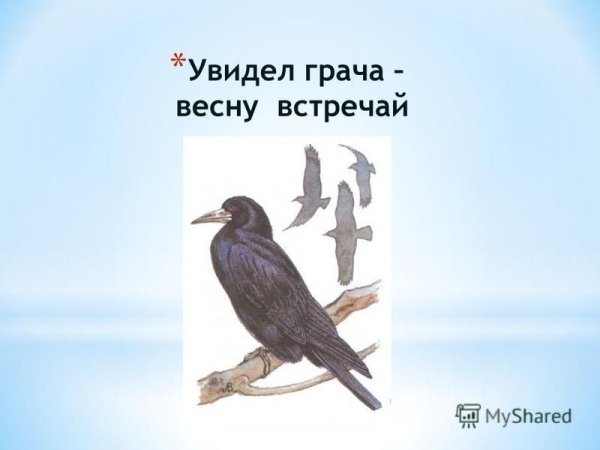 Увидел Грача весну встречай пословица