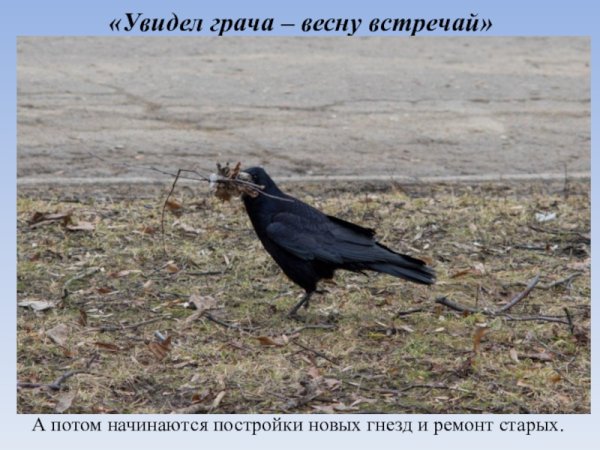 Пословицы о Грачах