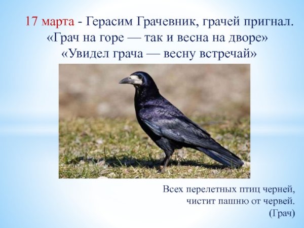 Перелетные птицы весной