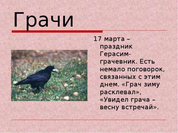 Грачи рано прилетели примета