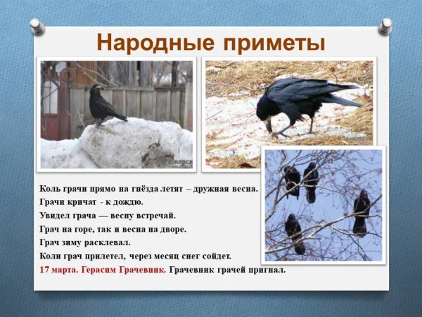 Весна Грачи прилетели