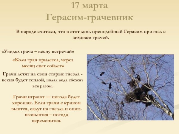 Грачи вьют гнезда