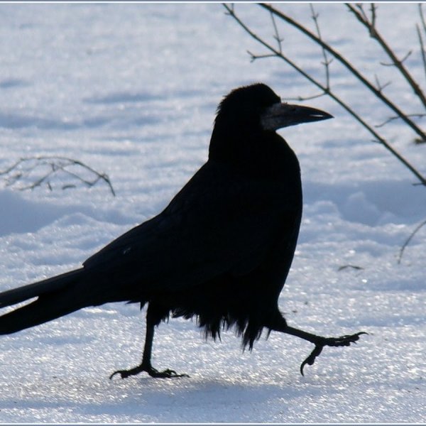 Герасим Грачевник праздник