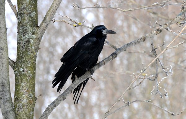 Грач Перелетная птица