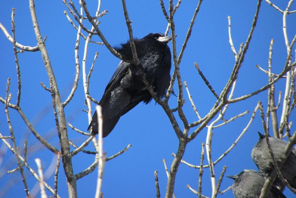 Вестник весны птица Грач