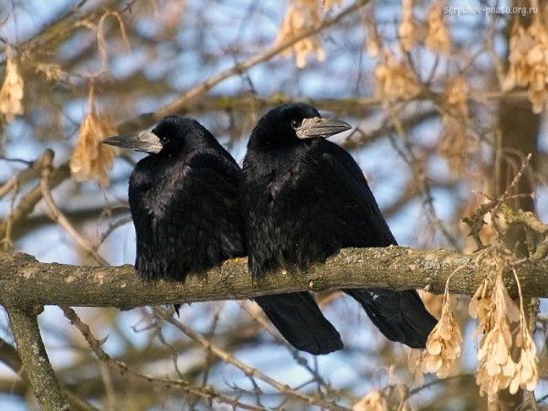 Гигантский ворон с человеком