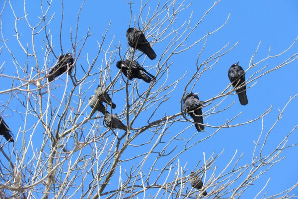 Возвращение грачей весной