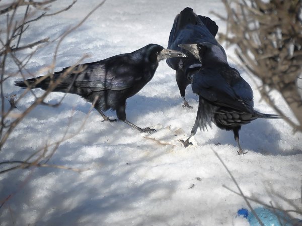 Грачи вестники весны