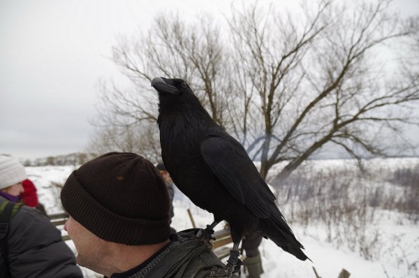 Вестники весны картины