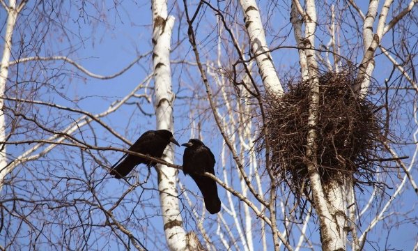 Птицы вестники весны