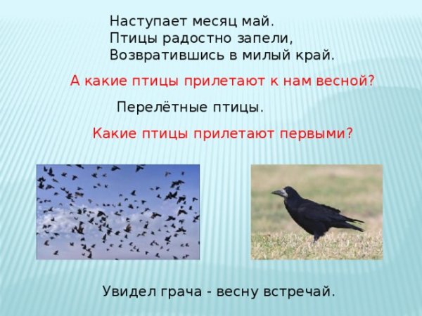 Вороны на верхушке дерева