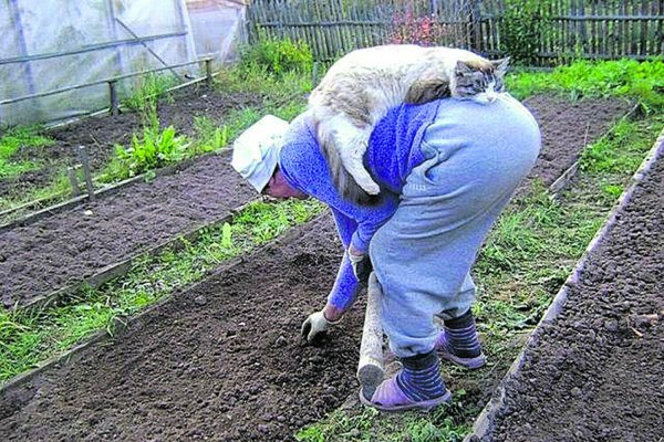 Приколы про огород