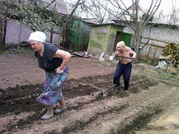 Афоризмы про дачу