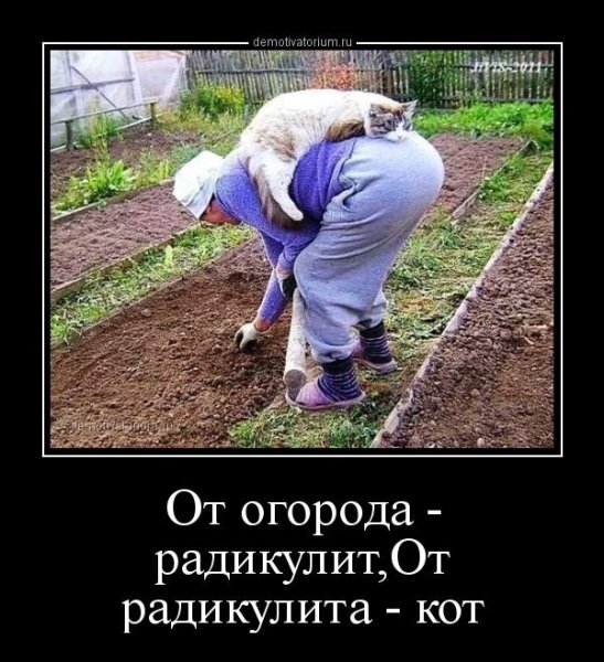 Приколы про дачу