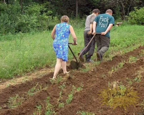 Смешные цитаты про огород