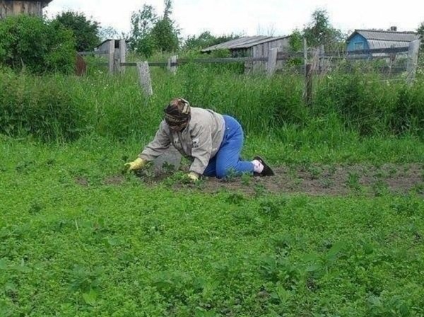 Приколы про дачу смешные