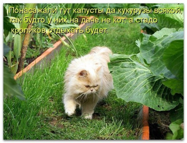 Демотиваторы про огород