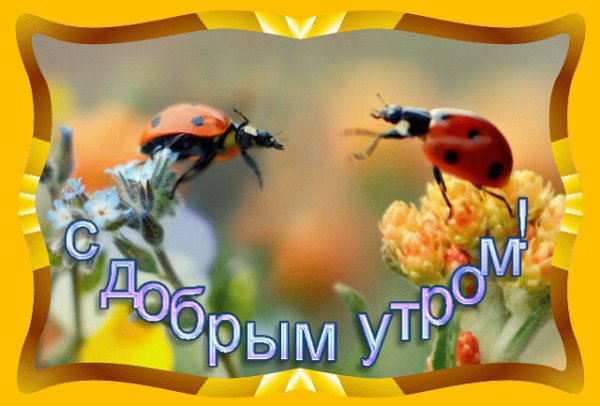 Доброго веченнего поне