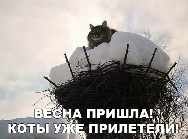 Весна коты прилетели