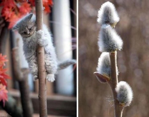 Котики распустились