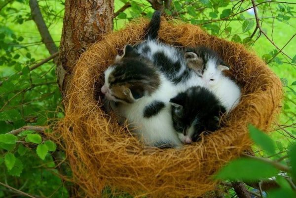 Кот в гнезде на дереве