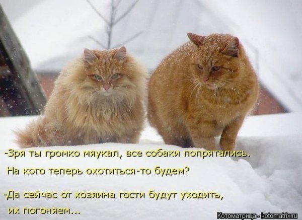 Весна пришла смешные