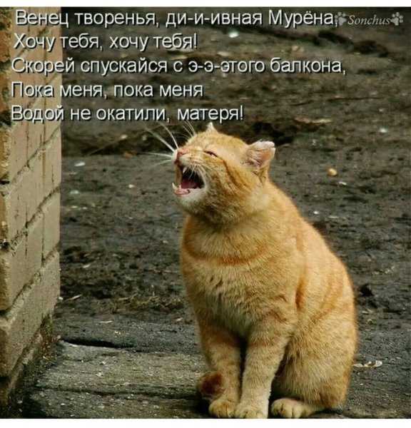 Коты прилетели